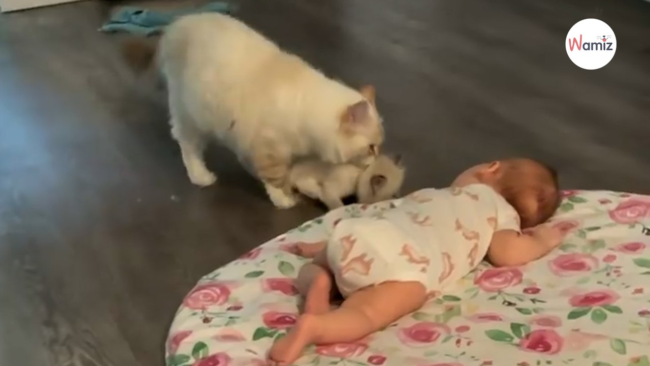 Katze bringt Baby ein Geschenk, das alle ausflippen lässt (Video)