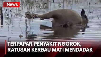 Ratusan Kerbau Mati Mendadak di Jambi, Kerugian Peternak Capai Rp10 Miliar