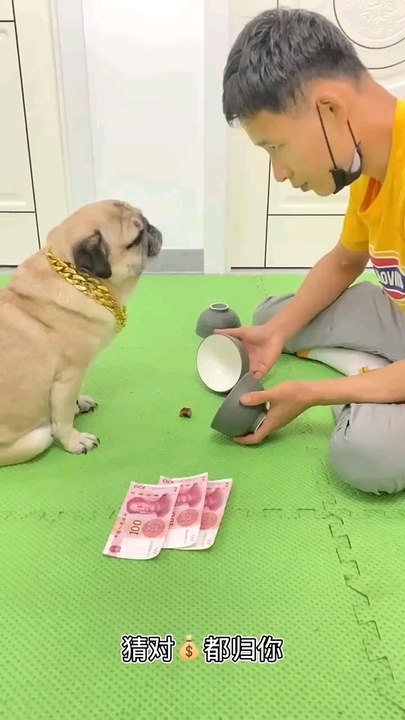 how to cheat a dog