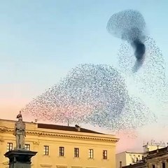 Des étourneaux qui dansent en synchronisation au dessus de la ville de Sassari en Italie !