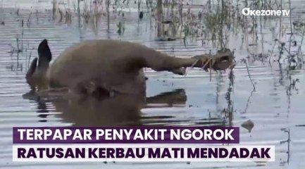 Ratusan Kerbau Mati Mendadak di Jambi, Diduga Terserang Penyakit Ngorok