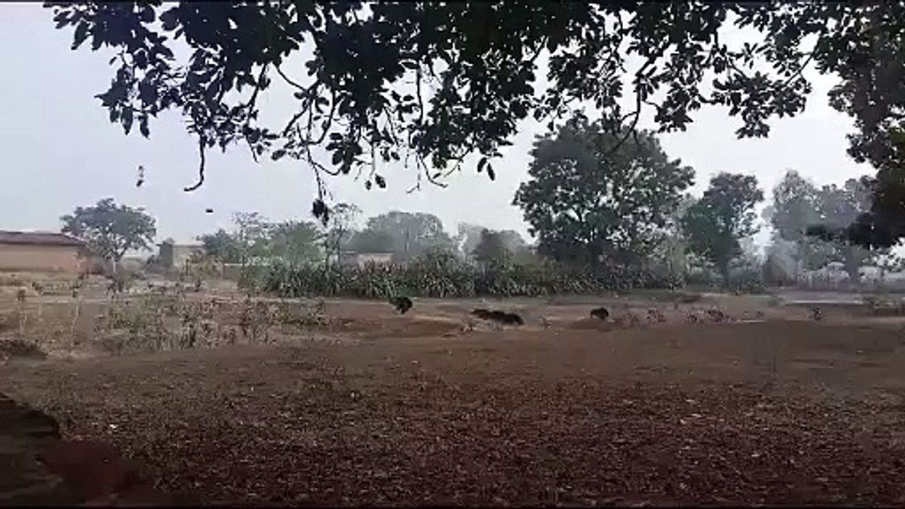 Video Story - गांव की सीमा में 4 शावकों के साथ...