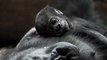 Critically endangered baby gorilla born at Prague Zoo