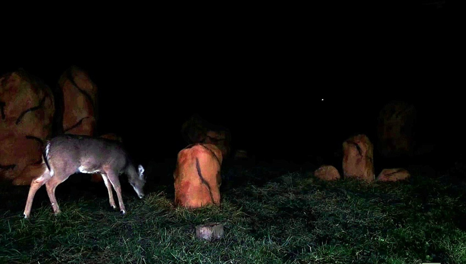 ⁣midnight deer visit