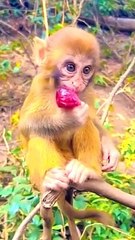 Funny Baby Mankey Short, Shorts Video, Hindi Video, Animals Movie, Animals Video, Animals,#Animalsvideo#Mankeyvideo#Funnyanimals