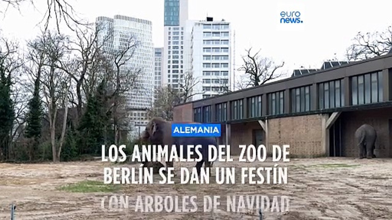 Festín para animales en el zoo de Berlín con los 'arbolitos de Navidad'