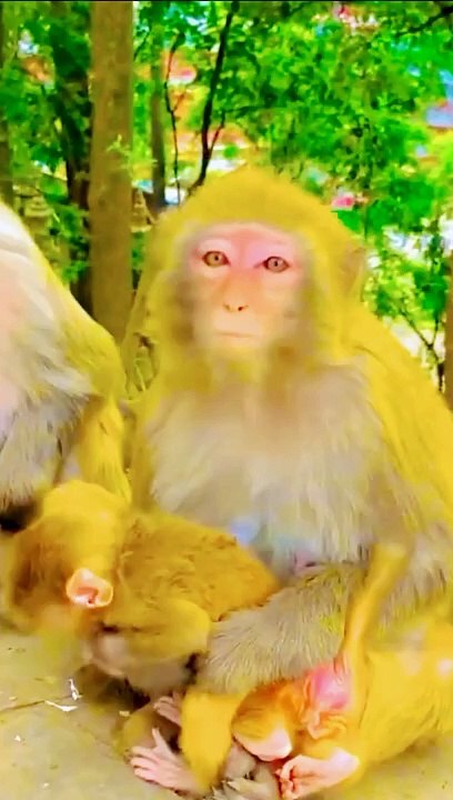 Cute Mankey Short, Shorts Video, Mankey Reels Video, Hindi Video, Animals Movie#Animals#Funnyanimals