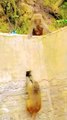 Funny Mankey Moment, Funny Animal's, Animals Video, Bandar Reels Video #Animals#Mankeyvideo