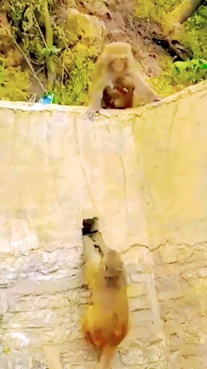 Funny Mankey Moment, Funny Animal's, Animals Video, Bandar Reels Video #Animals#Mankeyvideo