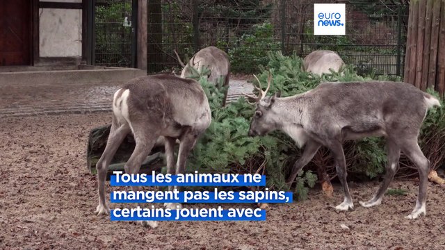 Allemagne : au zoo de Berlin, les animaux raffolent des sapins de Noël