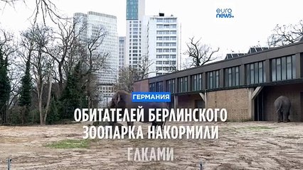Берлинский зоопарк угощает животных елками на праздник 🎄