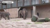 Zoo animals feast on unsold Christmas trees