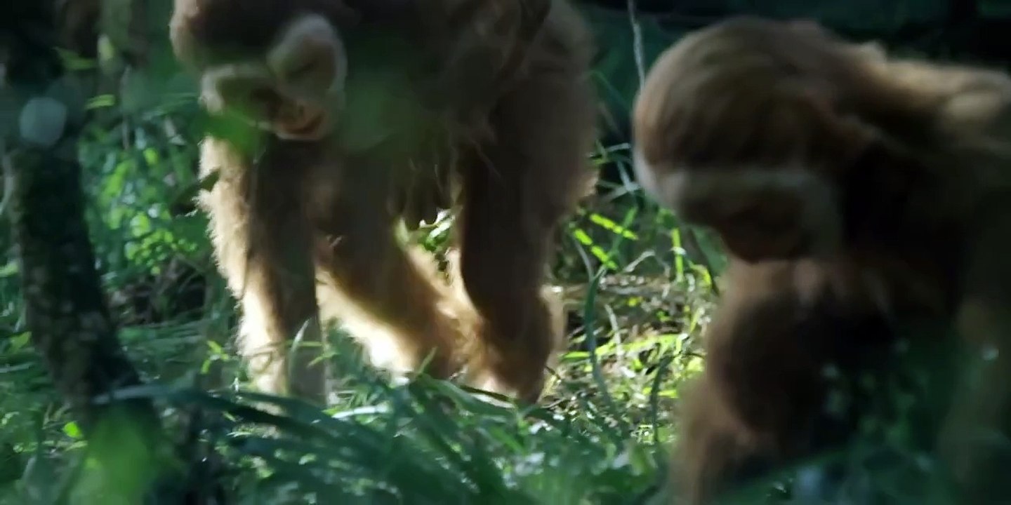 Révélations sur les premiers hommes préhistoriques