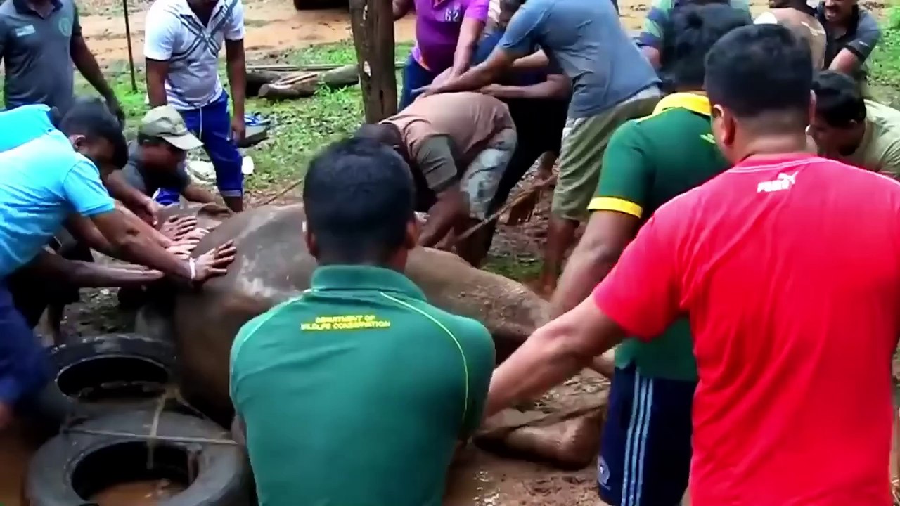 Interesting Animal Moments - Best Of 2022