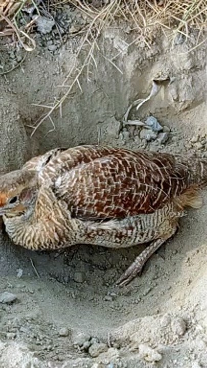perdiz teetar