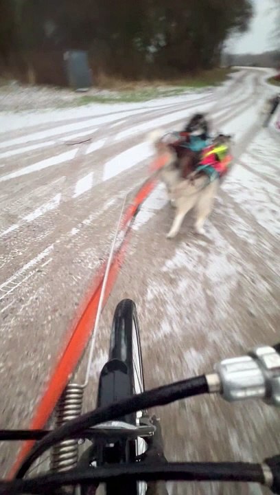 Banged Up While Bikejoring