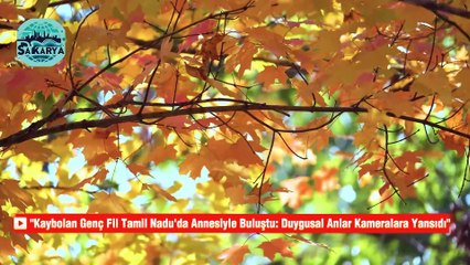 "Kaybolan Genç Fil Tamil Nadu'da Annesiyle Buluştu: Duygusal Anlar Kameralara Yansıdı"