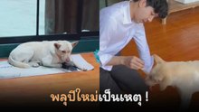 พลุปีใหม่เป็นเหตุ ! คลิปเจ้าตูบตกใจหนีเข้าบ้าน งานนี้จึงกลายเป็นโมเมนต์สุดน่าร้ากกก