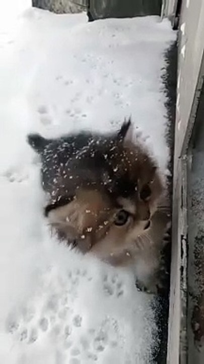 Take home cat