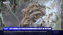 Les chenilles processionnaires déjà de retour en région parisienne