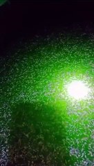 The Power Of NITROBACTER  air kolam Hijau alami, larva lele 100% sehat dimusim hujan