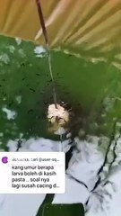 Umur berapa LARVA LELE bisa diberi pakan PASTA❓