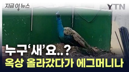 남의 집에서 '두리번 두리번'... 옥상 올라갔다 '깜짝' [지금이뉴스] / YTN