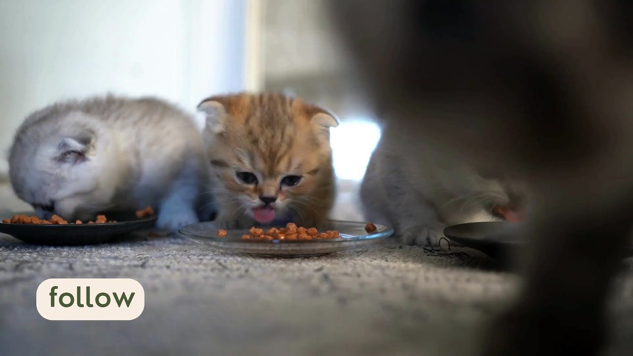 Funny Kitten 02