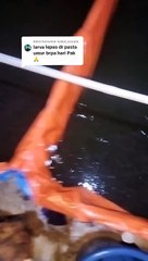 LARVA LELE lepas casut dan PASTA diumur berapa hari❓