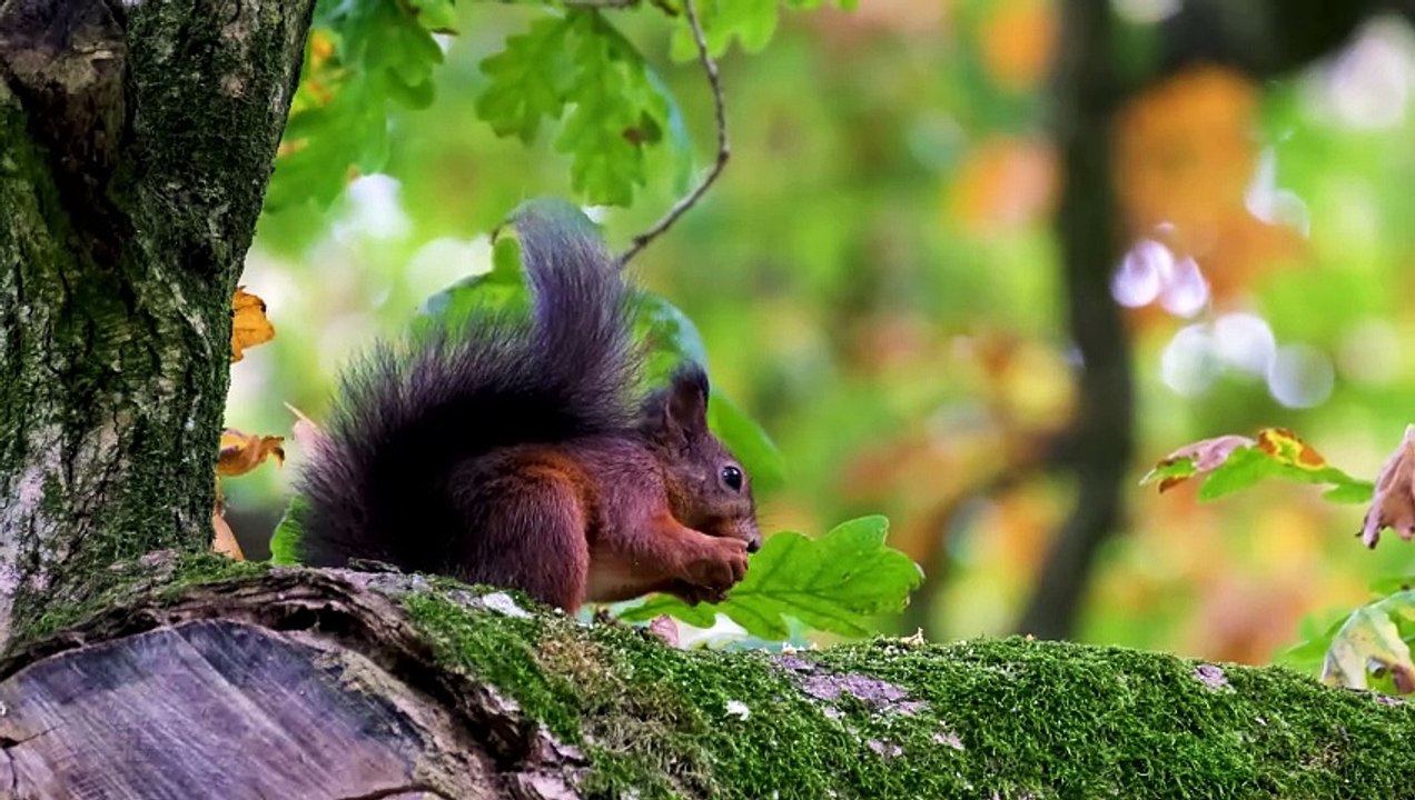 squirrel rodent nut