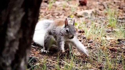 squirrel anemal rodent