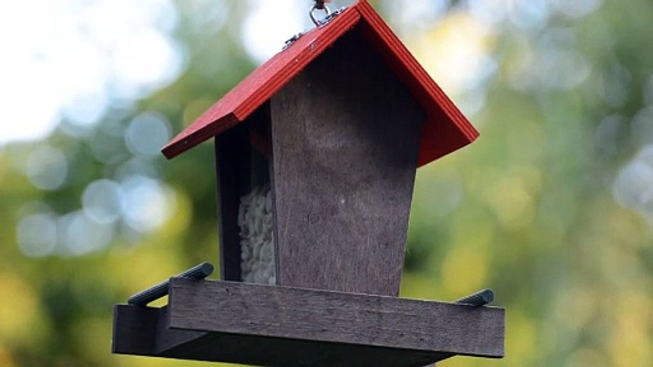 Tit bird Feed