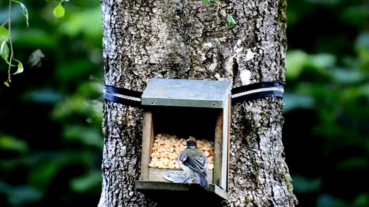 Tit bird House Feed
