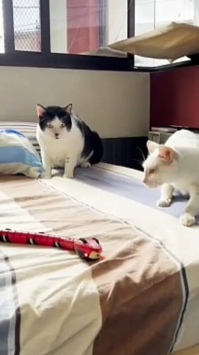 Dailymotion funny videos #moriha #news #breaking
