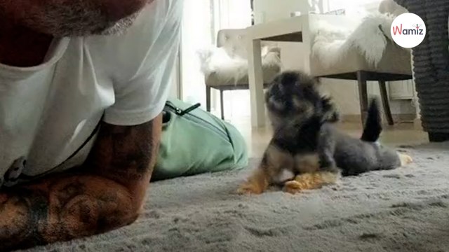 Welpe robbt umher, um Zuneigung zu bekommen: Das Internet ist begeistert!