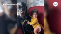 Mädchen will Rottweiler küssen: Alle fragen sich, wie der Hund wohl reagiert (Video)