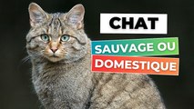  Chat forestier ou chat domestique ?