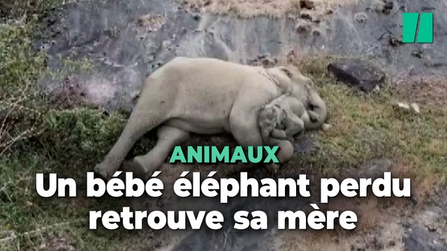 Inde : les adorables retrouvailles de cette éléphante avec son bébé perdu dans une réserve naturelle