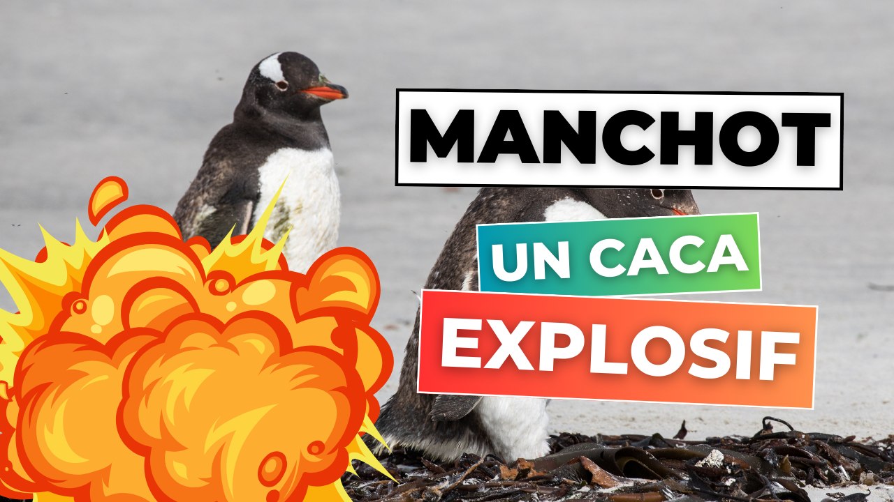 Chez les manchots, caca = missile !