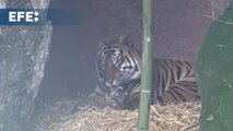Nace una tigresa de Sumatra, especie en grave riesgo de extinción, en el Bioparco de Roma