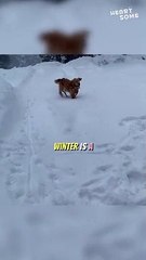 Dog's Unbridled Joy in Winter Wonderland! || Heartsome 
