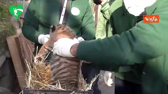 Nasce una cucciola di tigre di Sumatra al Bioparco di Roma, in natura ne restano 600