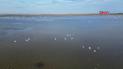 Kızılırmak Deltası'nda konalayan yüzlerce kuğu güzel görüntüler oluşturdu