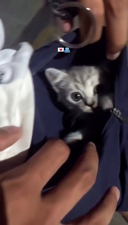 Cute cat in pocket 