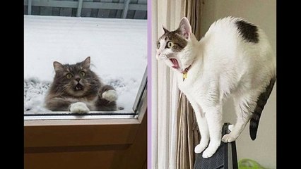 Try Not to Laugh Challenge 7 😂