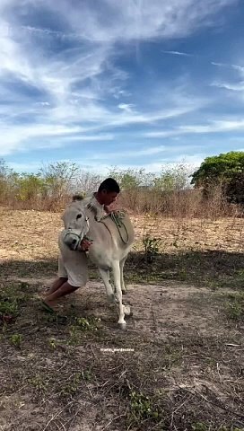 Funny Donkey