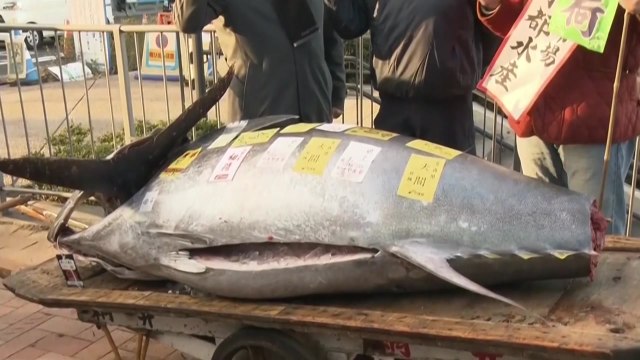 日 새해 첫 참치 경매 10억3천만 원 낙찰...작년의 3배 / YTN