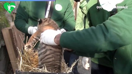 Al bioparco di Roma ? nata una tigre di Sumatra