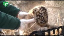 Roma, al Bioparco è nata una tigre di Sumatra, specie ad alto rischio