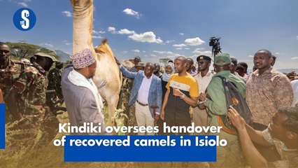 Kindiki oversees handover of recovered camels in Isiolo-
